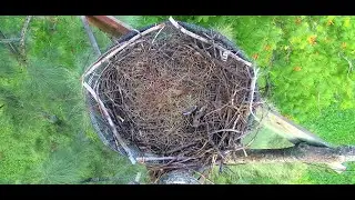 Wildlife Rescue of Dade County Eagle Nest Top Cam
