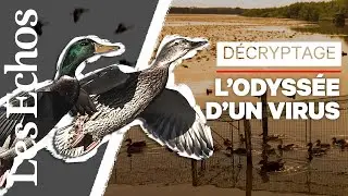 Pourquoi n’en a-t-on pas encore fini avec la grippe aviaire ?