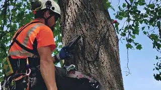 About Tree Check