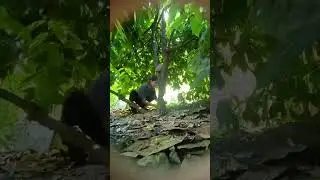 cacao pruning