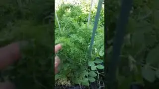 sugar snap peas in a grow bag Tower
