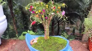 Rose Moss Bonsai | DIY BONSAI USING 10'O CLOCK FLOWERS
