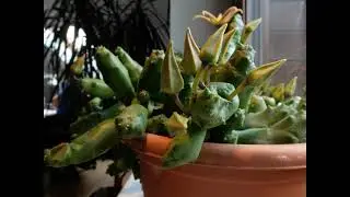Piaranthus flowering timelapse (macro photography)
