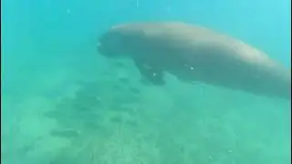 A Rare Sighting of a Dugong | Benguerra Island | Mozambique | WILDwatch