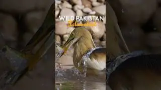 The unseen side of the capital of Pakistan! #wildlife #islamabad #nature #naturelovers