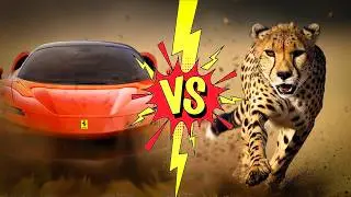 Nature's Ninjas: The Top 10 Most Agile Animals in the World