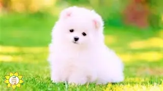 Cute Dogs - Relaxing Piano Music with Gentle Rain Sounds for Work, Meditation, Stress Relief #short