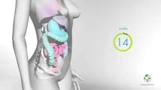 How your body changes in pregnancy