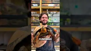 Meet the Asian flowerback box turtle 😍🔥🔥