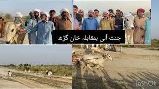 New bull rase(16)October.2025بیل ریس میلہ میلہ مالک شوکت ٹانوری بمقابلہ استاد کالو جٹ