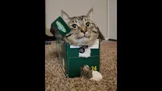 Cats Who Sits if They Fits! (A Compilation)