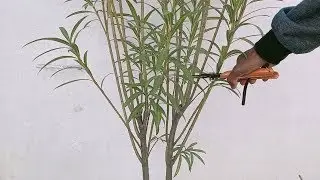 कनेर की छंटाई/Oleander Plant's Pruning | Why Pruning is Necessary | Benefits of Pruning