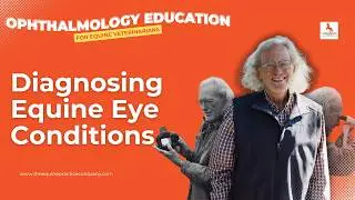Diagnosing Equine Eye Conditions: A Veterinarian&rsquo;s Guide to the Top 3 Disorders
