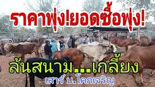 ราคาดี ชาวบ้านแห่ขายล้นสนาม ราคาวัว วันเสาร์ 31 ม.ค.69 สนาม บ.โคกเจริญ