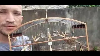Coleiro grego cantando muito #coleira #coleirodefibra #aves #coleiros #passarinho