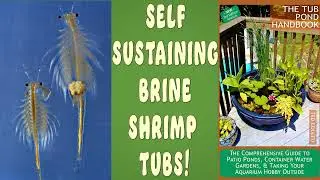 Self-Sustaining Outdoor Brine Shrimp / Sea Monkey Tub!