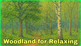 From Early Autumn #mindfulnesswalk #forest #naturetherapy #4k