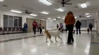 Jan 5, 2026 Lulu Quick Forwards/Halts
