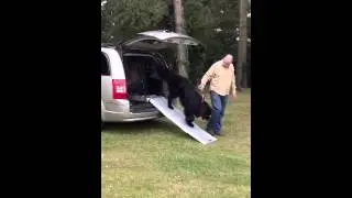 Dog ramp