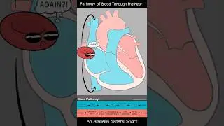 Pathway of Blood Through the Heart - Amoeba Sisters #Shorts #biology #circulatorysystem