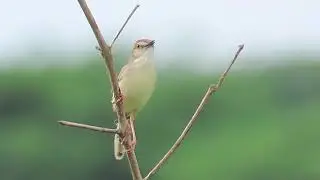 Plain prinia calling