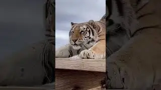 Tiger Transformation #animal #tiger #tigers #baby #babyanimal #transformation #scary #pet #pets