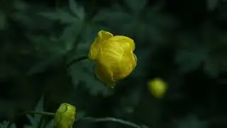 Fiori in Val Cercen - Parco Nazionale dello Stelvio
