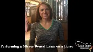 Performing a Mirror Dental Exam on a Horse | Badger Equine Veterinary Services