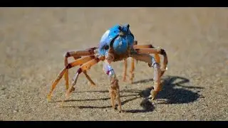 Blue Soldier Crabs