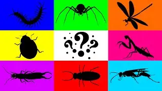 Insect: Yellow Parasitic Wasp, Ladybug, Centipede, Dragon Fly, Mantis, Spider Tiger, Earwigs, Wasp