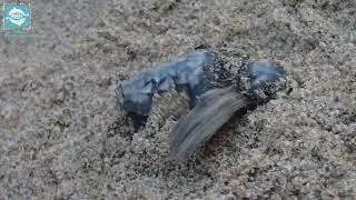Witness Nature's Miracle! Caretta Caretta Sea Turtle Nest Excavation in Rethymno, Crete