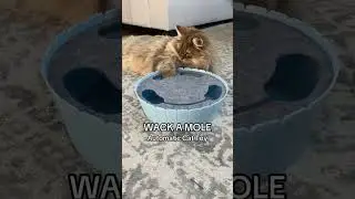 Viral Cat Toy: Automatic Wack a Mole for Hunting Instinct #cat #cats #catlover