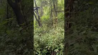 Red panda: u jump I jump. #cute #redpanda #animals #panda