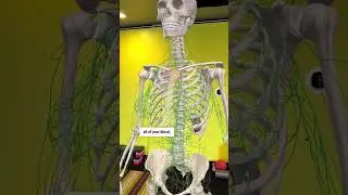 Boost your lymphatic system with drainage techniques #lymphaticdrainage #anatomy