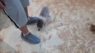 Cuttest Mini Pigs