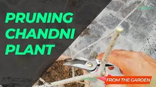 How To Prune Chandni Plant | Crape Jasmine/Pinwheel Flower Pruning | From The Garden
