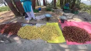 Travel to kpk road in big Aloo Bukhara and khurmani balakot to mansayra road