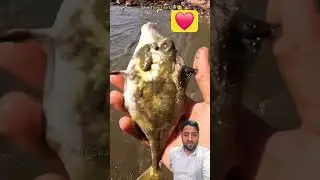 Save Fish Beautiful Moment 😍 #shorts #fishing #fishinglife #animals #trending