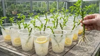 Размножайте розы лимонами! Сильное развитие корней и цветение круглый год!