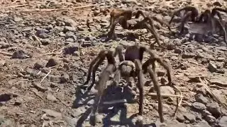 Tarantula Mating Season Brings Creepy-Crawly Romance to Bay Area Trails