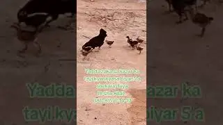 yadda kaza zatayi kyankyasa biyar a shekara daya.