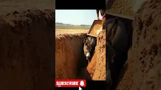 Poor donkey fell into the well #trendingshorts #animalrescue #shortsfeed #viralshort #donaldtrump