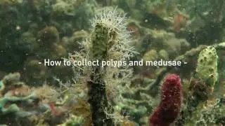 How to collect polyps and medusae