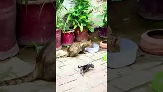 Furry family fun time | Paws vs. Plants: Garden Heist! 🌿🐾