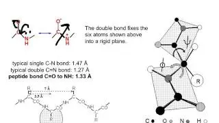 Week 1- Protein Engineering Lecture 2: Chemical Modifications