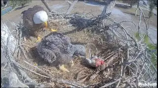 SWFL Eagles~M15 Brings Squirrel-F23 Feeds-E26 Cute Little Wingers-Nibbles Squirrel foot_1.21.26