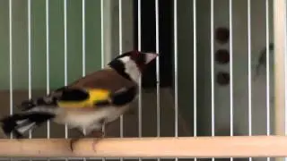Karderina ;h Gardeli (GREEK goldfinch) Chardonneret