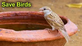 house sparrow, house sparrow sound, sparrow call for food, sparrow feeding food