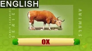 Ox - Animals - Pre School - Animated Educational Videos For Kids