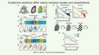 Signal complexity and conscious level